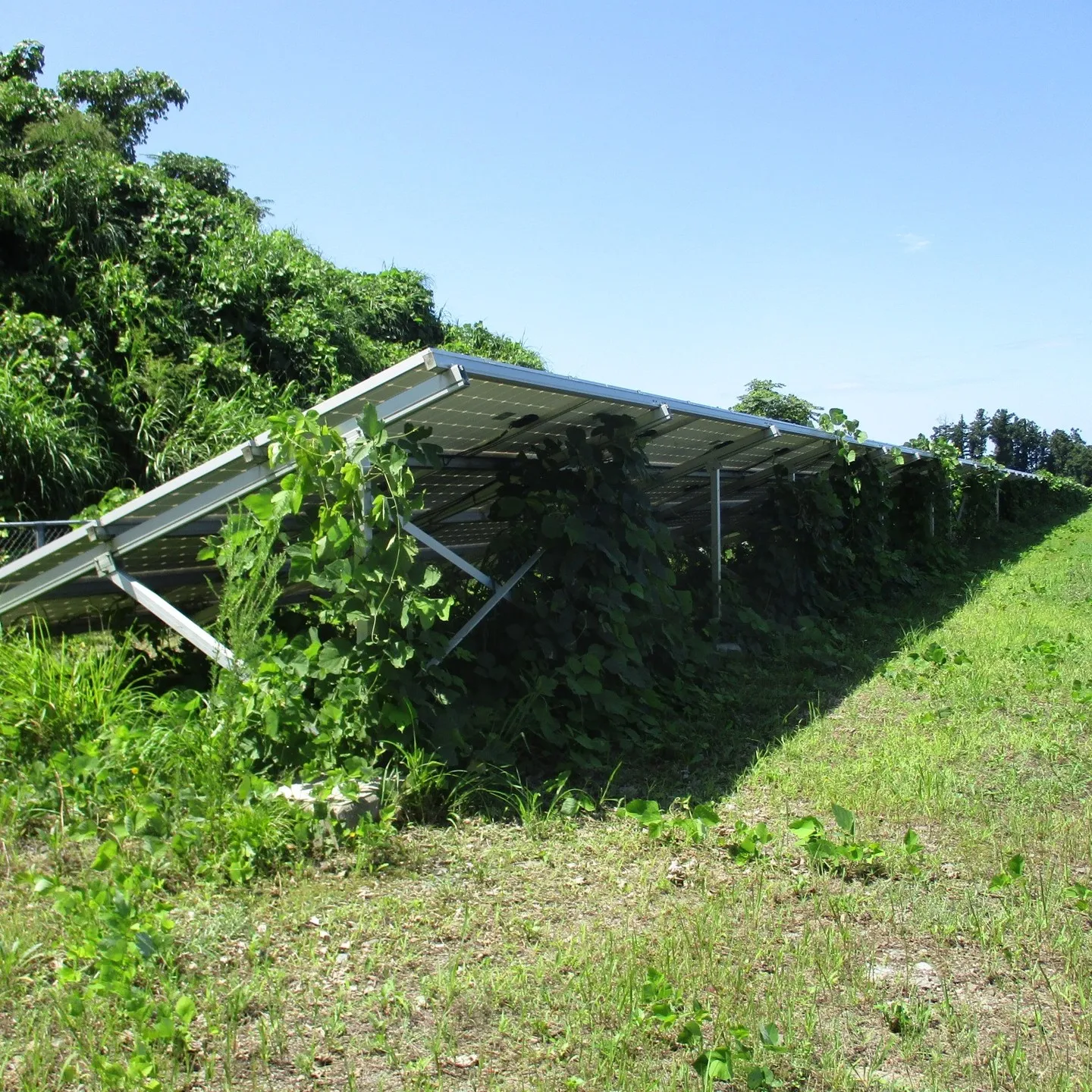 発電施設のメンテナンスの中でも除草作業は大切です。