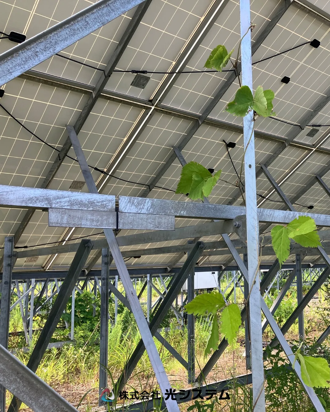 今年も猛暑が続いています。